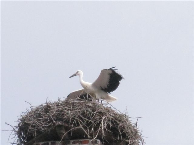 Cicogna